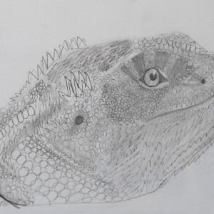 Stella-Green_My-Bearded-Dragon_2nd-Place_050721_cordovan_art-show_submissions-233