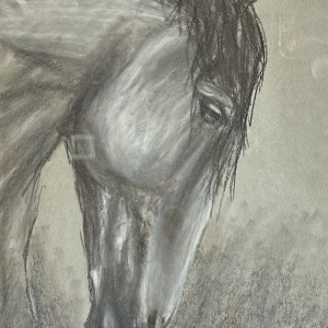 Arhaan-Rai_Stallion_1st