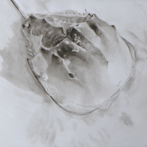 Nadia-Rios_A-Horseshoe-on-the-Shore_Teen_1st