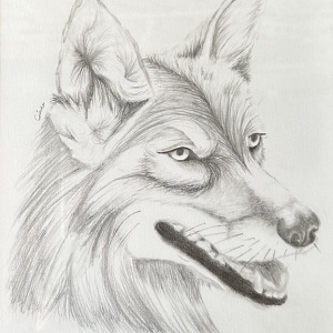 Chloe-Jackson_Coyote_3rd