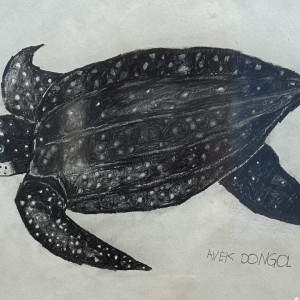 Avek-Dongol_The-Turtle_3rd