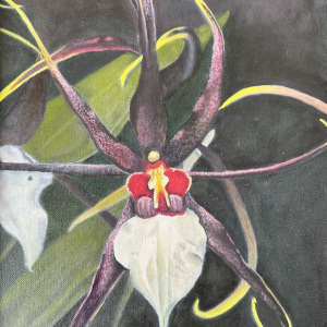 Jessica-Ohrel_Spicer-Orchid_Best-of-Show