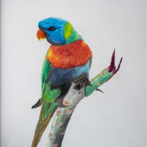 3rd-Avek-Dongol-9-12-22Rainbow-Lorikeet22