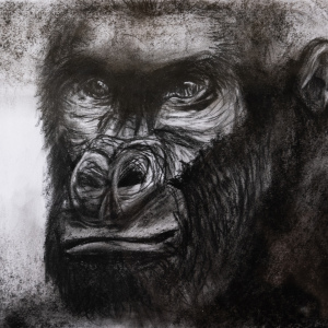 VIEWERS-Arhaan-Rai-9-12-22Gorilla22