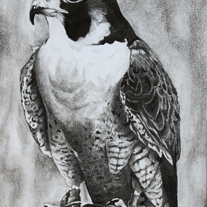 1st-Place-Leyla-Kural-9-12-Chester-the-Falcon