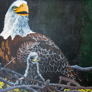 1st-place-Bjorn-Valsson-9-12-Eagles-in-a-Nest