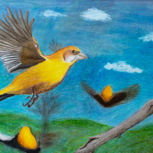 2nd-place-Avek-Dongol-Teen-Birds