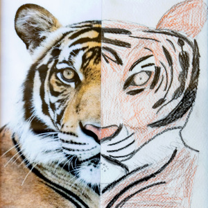 3rd-place-Ava-Bhiwandkar-6-8-Reflection-of-the-Tiger