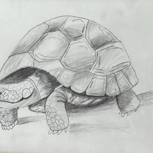Viewers-Choice-Harper-Priest-Teen-Turtle