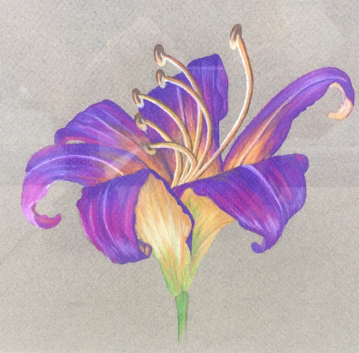 Caitie Legg_Iris_Viewer's Choice_Teen Category_May 2015 Cordovan Art School Student Show.jpg