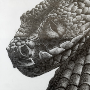 Best-in-Show-Sophia-Musleh-9-12-Snake