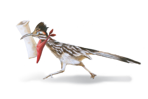 Tortilla the Roadrunner