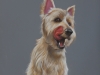 Brisket the Dog