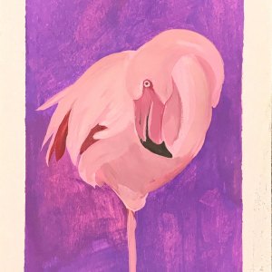 Flamingo-pink-animal